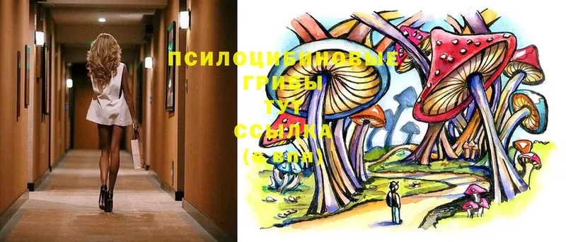 Галлюциногенные грибы Psilocybine cubensis  сколько стоит  Прохладный 